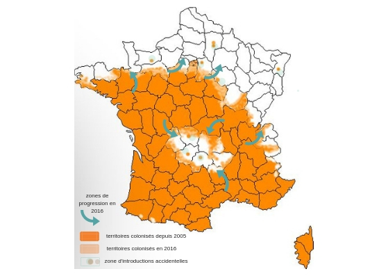 carte_progression_chenille_processionnaire_du_pin